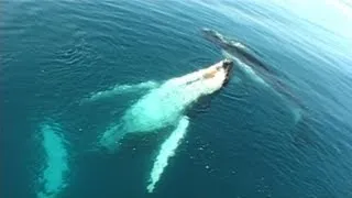 Songs of the East Australian Humpback Whales