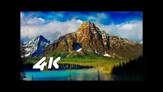 sony 4k demo 4k camera animals 4k video for oled tv