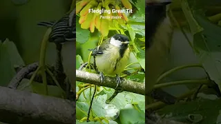 Inquisitive baby Great Tit explores his new world #birds
