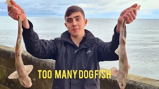 So Many Fish (Dog Fish) At Brighton Marina