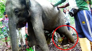 why lets see what caused the baby elephant to lose its mother.