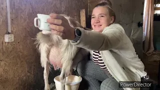 ПОЕХАЛИ ПОКУПАТЬ КОЗ🐐