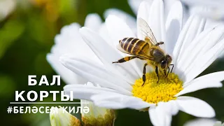 БЕЛӘСЕМ КИЛӘ: бал корты / Пчела / Bee