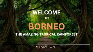 Borneo Jungle 4K - Amazing Tropical Rainforest In Asian Continent | Relaxation Film