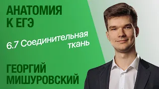 6.7. Соединительная ткань | Анатомия к ЕГЭ | Георгий Мишуровский