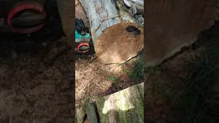 Electric chainsaw test