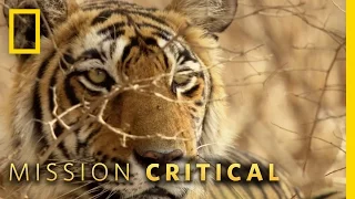 Tigers Fight For Territory | Mission Critical