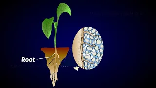 Mycorrhiza as biofertilizer