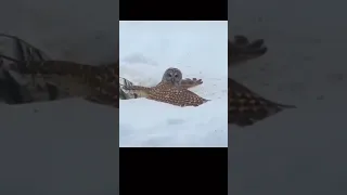 this owl fall to take off 😁