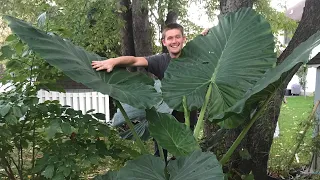 The Secret to Growing Alocasia | The Barefooted Gardener