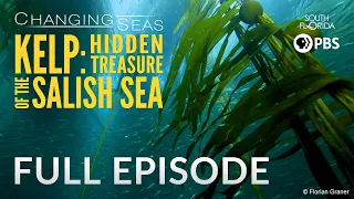 Kelp: Hidden Treasure of the Salish Sea | Changing Seas