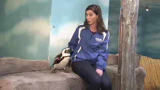 Jenise Fernandez gets up close and personal with Miami Seaquarium penguins