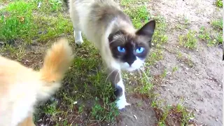 Cute cat with blue eyes on the street clip31