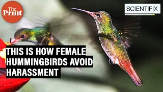 Not just humans, female hummingbirds also have to battle harassment. This is how they do it