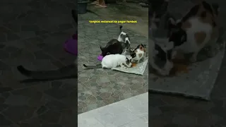 Kucing nya kelaparan? 😱 #cat #jinny #catfunny #catvideos