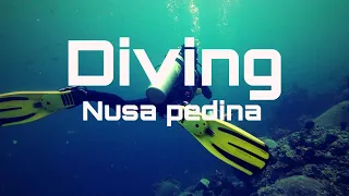 Diving with MOLA MOLA while exploring KARANG SARI and SENTAL dive locations at NUSA PENIDA Dec 2023