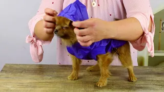 Дождевик-плащ для собаки "Молния" с капюшоном