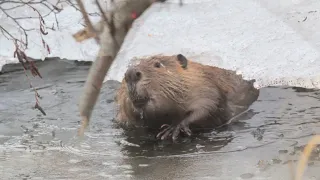 BEAVER FAMILY SURVIVING WINTER (by the skin of their teeth)