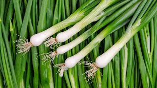 How to Grow Green Onions from Seed - Easy Steps for a Continuous Harvest