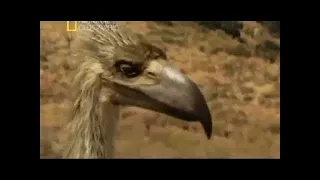 Дикая природа Супер хищники Лев National Geographic Wild.mp4