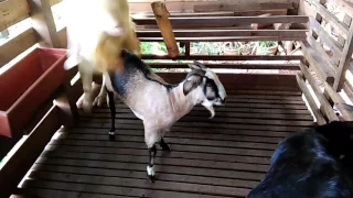 Kambing jamnapari senduro x Kg cross : Asoka x Melor