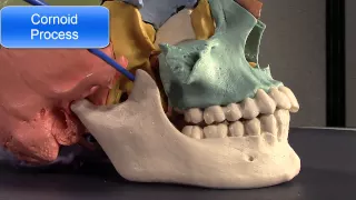 Human Cranial Osteology Part VI, The Mandible