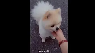 Động vật hài hước. Funny Animals. #3