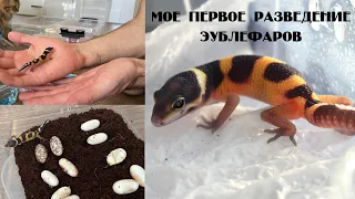 Первое разведение Eublepharis macularius. Эублефар Сёма =)