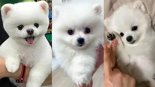 Pomeranian 😍 Cute and Funny Dog Videos Compilation #17