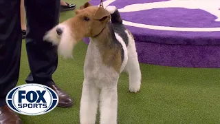 'Vinny' the Wire Fox Terrier wins the 2020 Westminster Dog Show terrier group | FOX SPORTS