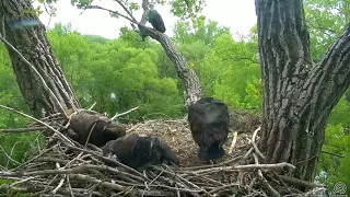 Decorah Eagles 5-19-18 Nice flying by Mom