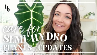 How To Care For Semi-Hydro Plants + Alocasia Growth UPDATE | Growing Plants In LECA & PON