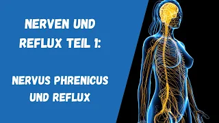 Nerven und Reflux Teil 1 Nervus phrenicus