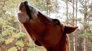 Horses Eat a Lemon Reaction 😂🍋