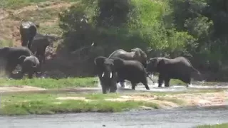 elephants crossing crocodile river