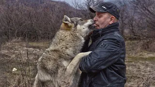 Егерь спас маленького волчонка, не осознавая что он сделает для него потом. А случилось нечто