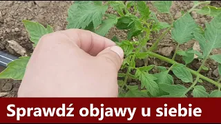 Bardzo ważny oprysk po posadzeniu pomidorów.