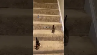 stairs are very treacherous 🎥: unamamiloca (TikTok), #shorts