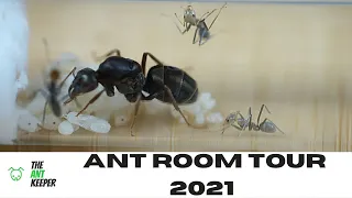 Ant Room Tour - 2021