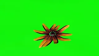 green screen flower animation - зеленый фон  цветок анимация,футаж цветок на хромакее