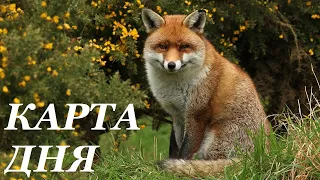 5 ОКТЯБРЯ КАРТА ДНЯ ГОРОСКОП