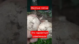 Ядовитый шампиньон.       Осторожно!!!