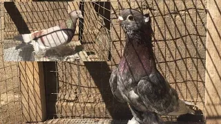 Эксперимент между узбекским голубем и агарским голубем/Experiment between Uzbek pigeon and pigeon ..