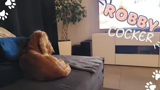 🐶 Compilations with English Cocker Spaniel - Robby🐾 Reaction to the gift 🐕