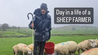 A Day in the life of a Irish Sheep Farmer #farm   farming sheep #lambs #cows #shepherd #farmlife