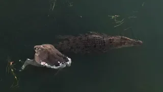 Kimberley Saltwater Crocodile