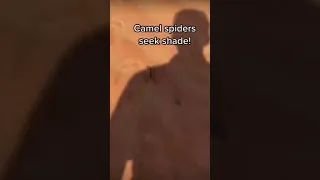 Camel spider meme// #shorts #2022 #camelspider #funny