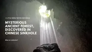 Ancient living forest discovered inside a sinkhole in China