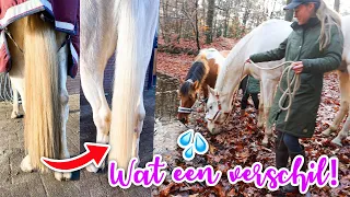 Naar het water & nieuwe paardenshampoo testen! | felinehoi VLOGMAS #502