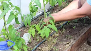 How to Tie  Tomato Plants